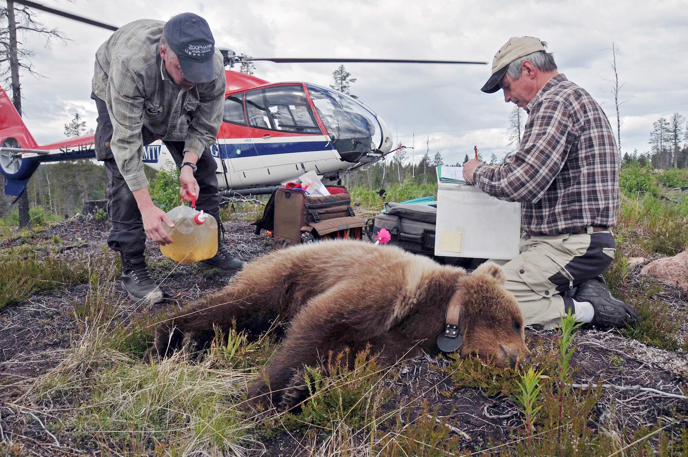 Billede af en bjørn der sover